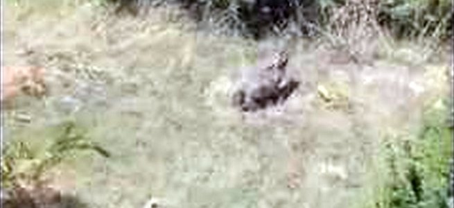 Απελευθέρωση λαγών απο τον ΚΣ Κατερίνης